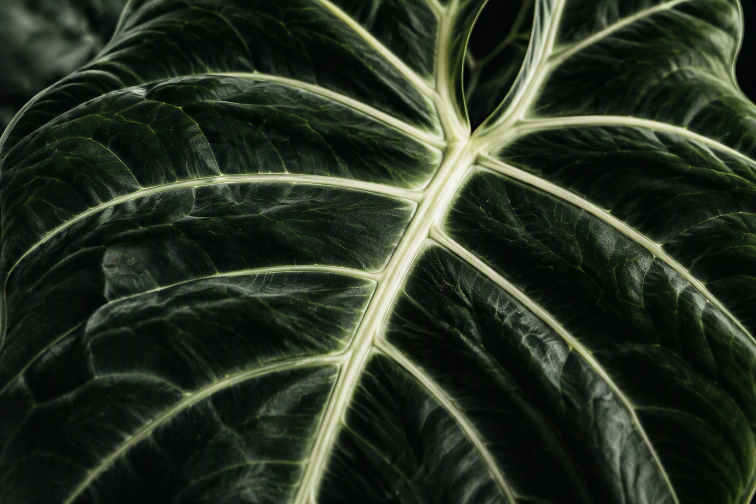 Frydek No. 07 product image